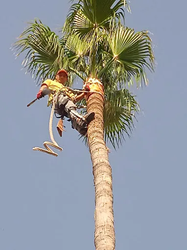 poda arboles